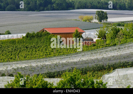 Fruit growing plantation protected with nets, Kippenhausen, Immenstaad, Baden-Württemberg, Germany Stock Photo