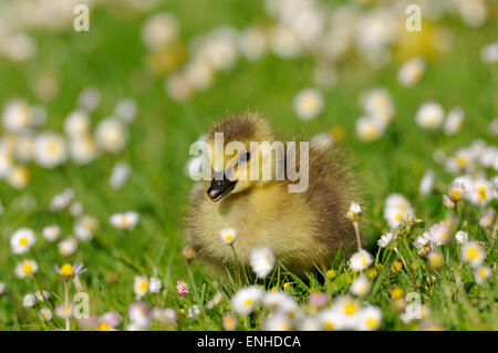 Canada Goose (Branta canadensis), chick on a daisy meadow, North Rhine-Westphalia, Germany Stock Photo