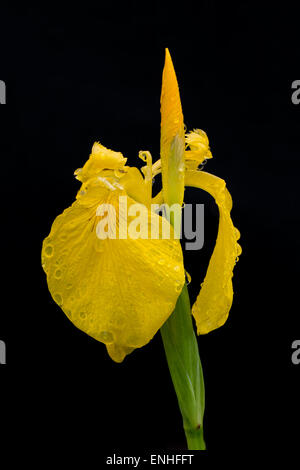 yellow iris Iris pseudacorus with some water drops  after the rain isolated on black background Stock Photo