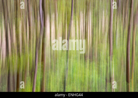 Woodland abstract with vertical bands of warm colours. Taken using ICM (intentional camera movement). Stock Photo