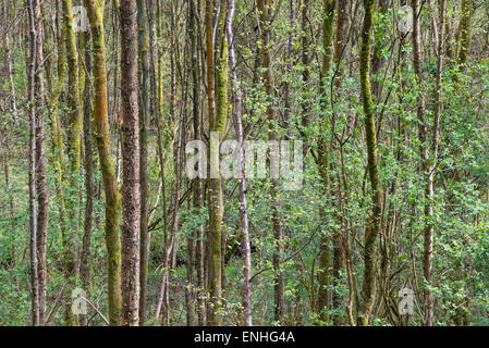 English woodland in spring with many upright tree trunks and fresh greenery. Stock Photo