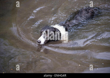 A Border Collie enjoying a swim in a woodland pool. Stock Photo