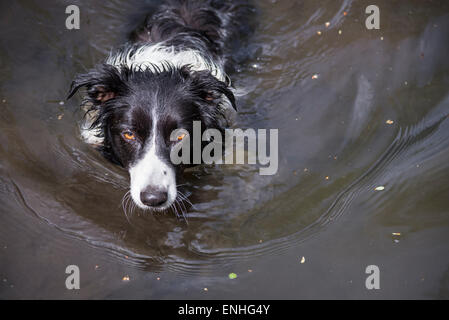 A Border Collie enjoying a swim in a woodland pool. Stock Photo