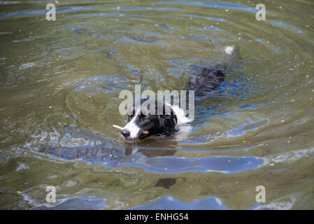 A Border Collie enjoying a swim in a woodland pool with a stick in her mouth. Stock Photo