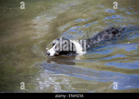 A Border Collie enjoying a swim in a woodland pool with a stick in her mouth. Stock Photo