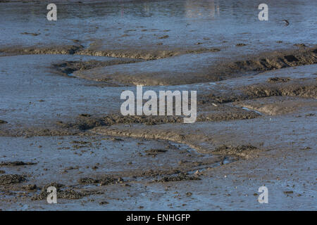 Channels in the harbour mudflats of Plymouth harbour (at Millbrook) - reflecting blue sky. Stock Photo