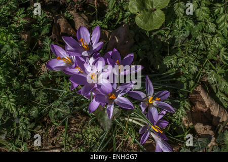 Flowers of Spring Crocus (Crocus albiflorus). Stock Photo