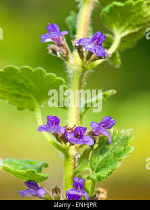 Ground Ivy (Glechoma hederacea) May,Ireland Stock Photo