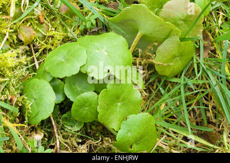 Marsh pennywort (Hydrocotyle vulgaris),wildflower,Spring,Ireland Stock Photo