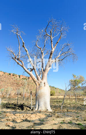 Boab Tree (Adansonia gregorii), Kimberley, Western Australia, WA, Australia Stock Photo
