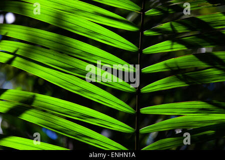 Green backlit leaf in the jungle Stock Photo