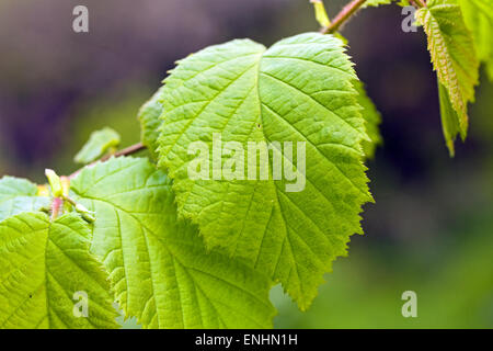 Hazel tree in May,Ireland Stock Photo