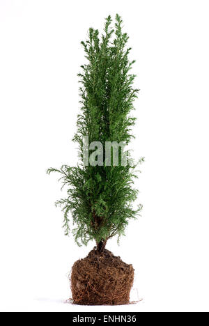Juniper tree plant with roots. White background. Stock Photo