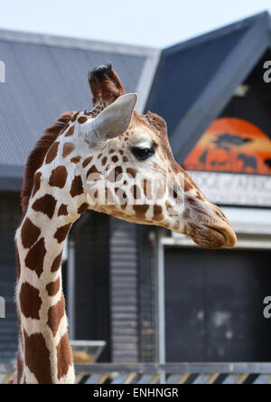 Reticulated Giraffe in Colchester Zoo, Essex Stock Photo