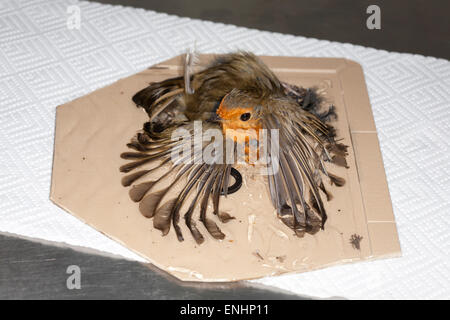European Robin stuck on adhesive mouse trap Stock Photo