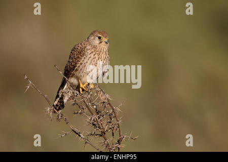 Lesser kestrel, Falco naumanni, single female on branch, Cyprus, April 2015 Stock Photo