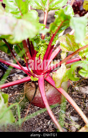 Beetroot growing on the vegetable bed in the garden Stock Photo