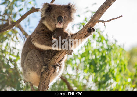 Koala baby bear is sitting on the back of her koala mother Stock Photo