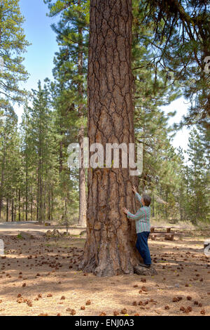 Looking at a Ponderosa pine tree near Lava Butte in central Oregon. Stock Photo