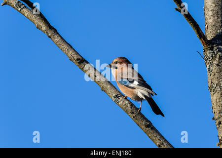 eurasian jay, garrulus glandarius Stock Photo