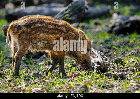 sus scrofa, wild boar Stock Photo