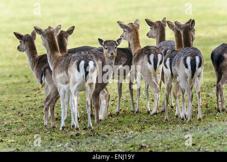 fallow deer, dama dama Stock Photo