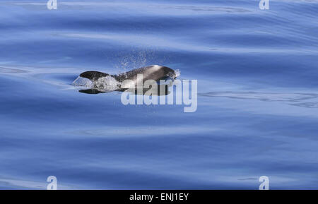 White-beaked Dolphin Stock Photo