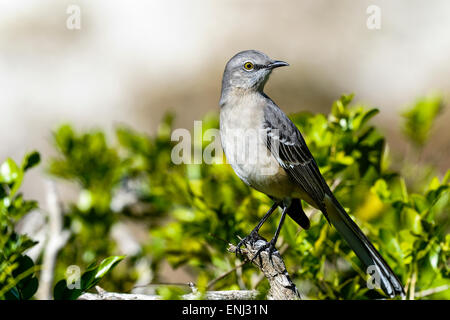 northern mockingbird, mimus polyglottos Stock Photo