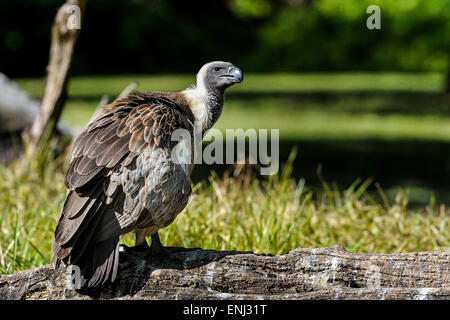 gyps africanus,  white-backed vulture Stock Photo