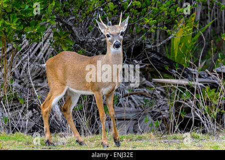 key deer, odocoileus virginianus clavium Stock Photo