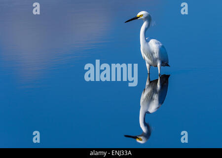 snowy egret, egretta thula Stock Photo