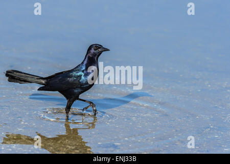boat-tailed grackle,  quiscalus major Stock Photo