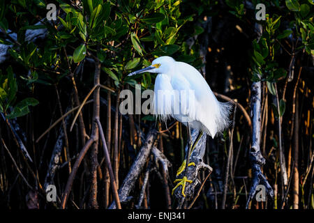 snowy egret, egretta thula Stock Photo