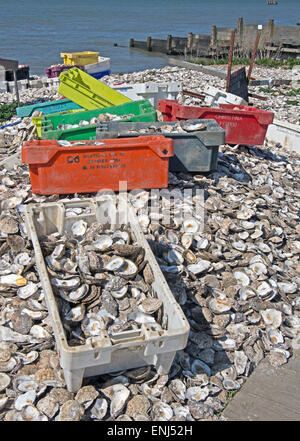 Whitstable, Kent, Oyster Shells on Front Beach for Recycle England Stock Photo