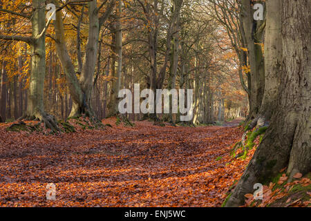 Autumn colours within the avenue of ancient beech trees catching the early morning sun, Harlestone Firs on the edge of Northampton, England Stock Photo