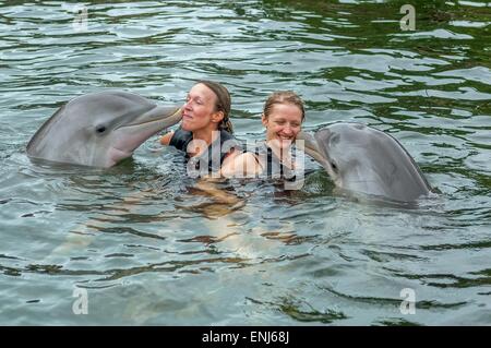 Swimming with dolphins at Dolphins Plus Bayside, a dolphin research & interaction center in Key Largo, FL. USA Stock Photo