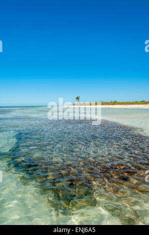 A remote Mangrove island. The Key West National Wildlife Refuge,  Lower Florida Keys. USA Stock Photo