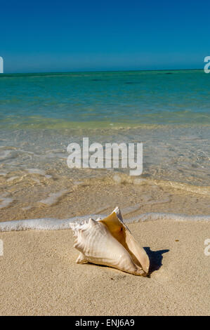 Washed-up conch shell. Key West. Florida Keys. USA Stock Photo