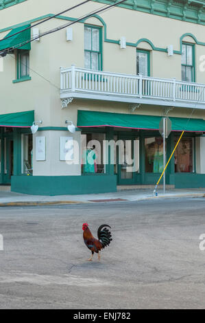 Rooster crossing the road in downtown Key West. Florida Keys. USA Stock Photo