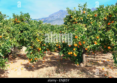 Oranges growing on trees Stock Photo