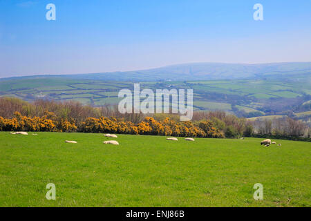 Gorse bushes and sheep Stock Photo