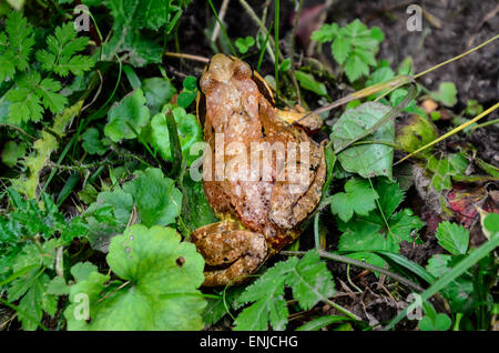common toad crawling between herbs and grass Stock Photo