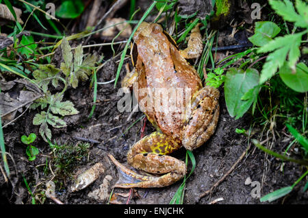 common toad crawling between herbs and grass Stock Photo