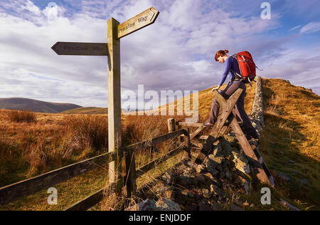 A woman crossing a stile on the Pennine Way, English Countryside walk.UK Stock Photo