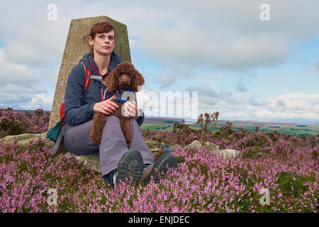 A woman taking her pet poodle puppy out for a walk in the english countryside Stock Photo