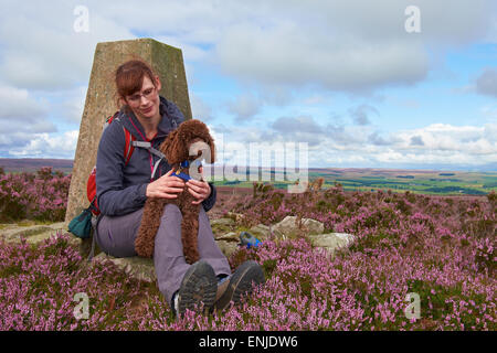 A woman taking her pet poodle puppy out for a walk in the english countryside Stock Photo