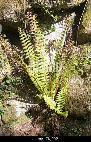 large rock wall moss vines overgrown fern Stock Photo