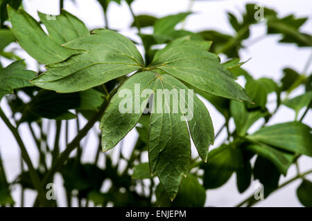 Herbs spices verdure health healthy food nutrition salad enrichment diet on white without background cutout cut out fresh new ga Stock Photo