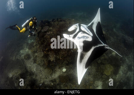 A diver has a very close encounter with a giant oceanic manta ray (Manta birostris), Dampier Strait, Raja Ampat, West Papua, Ind Stock Photo