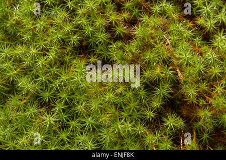 Close up, shallow focus on green spikes of Star Moss Stock Photo